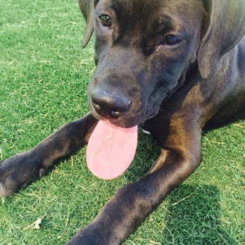 Heritage Bark Park - Loving the grass at bark park! - Dog Parks Near Me - Henderson, Nevada
