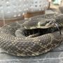 Photo of North Bay Rattlesnake Removal