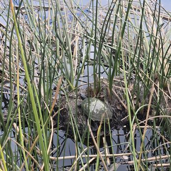 Dominguez Gap Wetlands photo 7