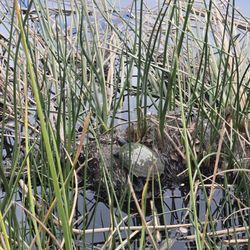 Dominguez Gap Wetlands Project