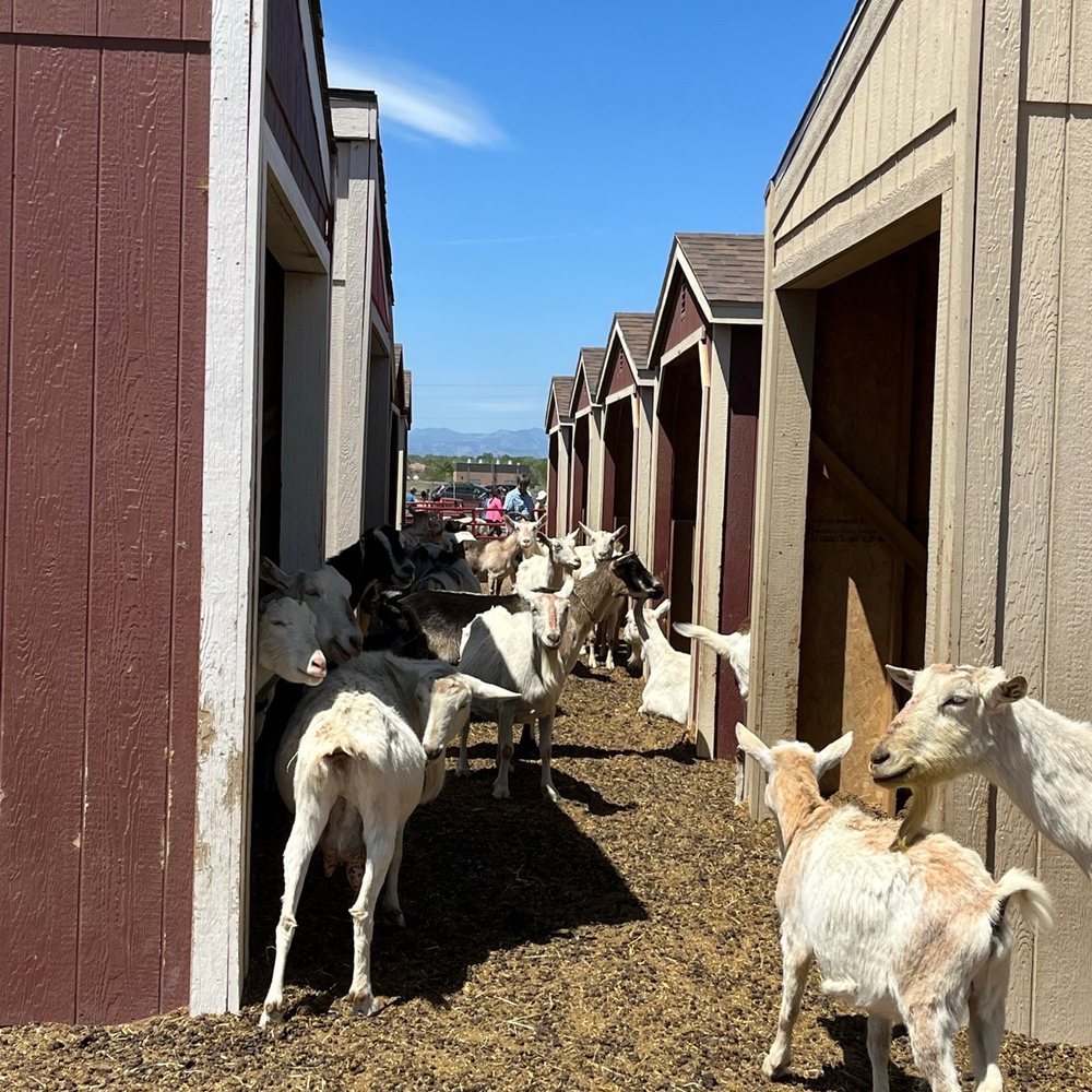 Broken Shovels Farm Sanctuary - Goats! - Farms Near Me - Henderson, Colorado Broken Shovels Farm Sanctuary - Goats! - Farms Near Me - Henderson, Colorado