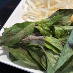 Mold in basil