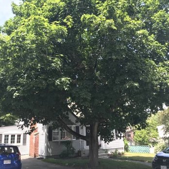 Walnut Tree Service - This tree had many cracked branches and was an accident waiting to happen. - Tree Services Near Me - Stoughton, Massachusetts