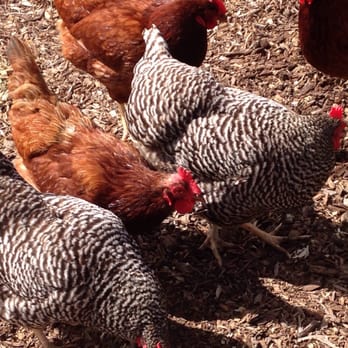 Carmel Valley Ranch - "Chicken Chat" - Hotels Near Me - Carmel, California Carmel Valley Ranch - "Chicken Chat" - Hotels Near Me - Carmel, California