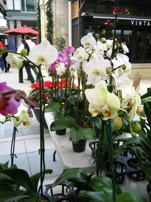 Santana Row Farmers' Market (Open May - September) by null