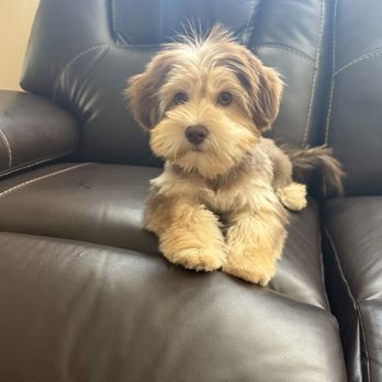 Suds N' Wiggles - Pet Groomers Near Me - Bellflower, California
