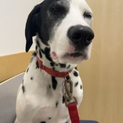 Arlington Heights Veterinary Hospital - Disney meditating before he gets to see our fav, Dr. Jen Breeze