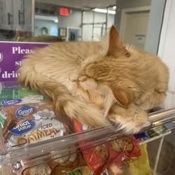 Sleepy buddy hogging snacks