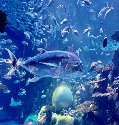 The Aquarium at Silverton Casino by null