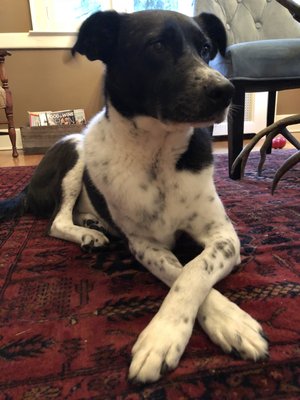 Burnt Hills Veterinary Hospital by null