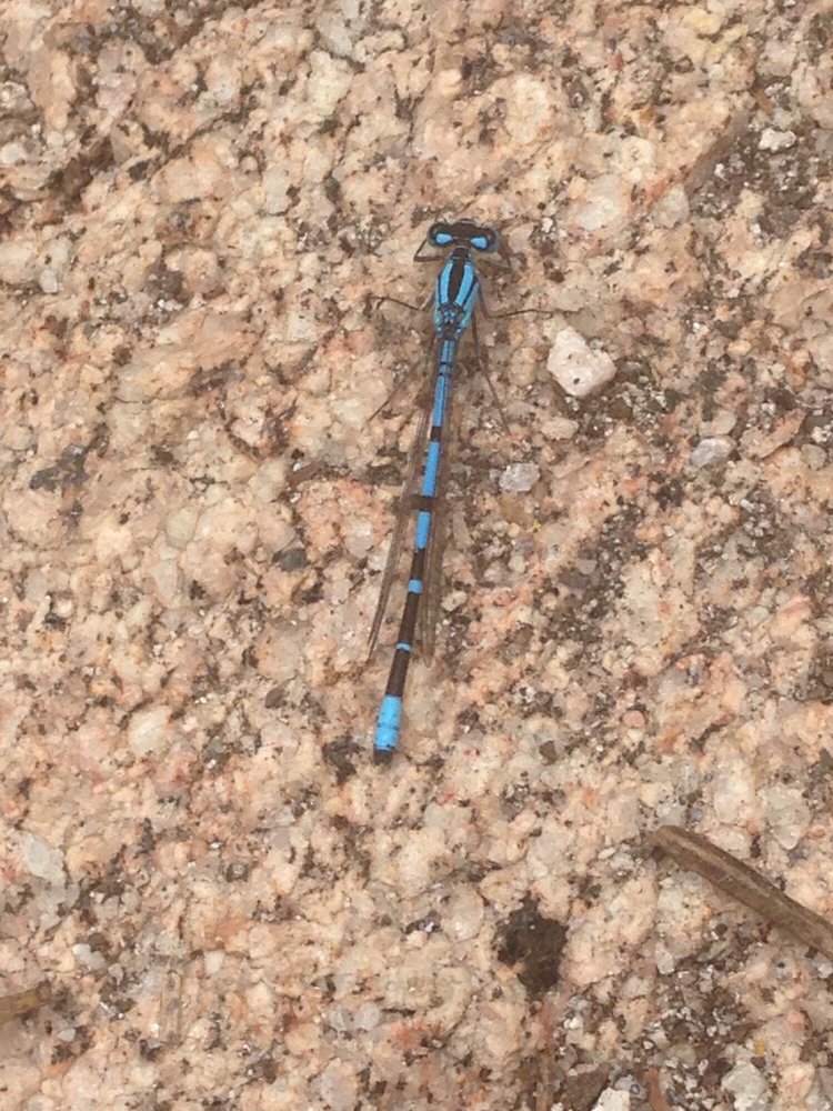 SIBERIA CREEK TRAIL / CHAMPION LODGEPOLE PINE Updated June 2024