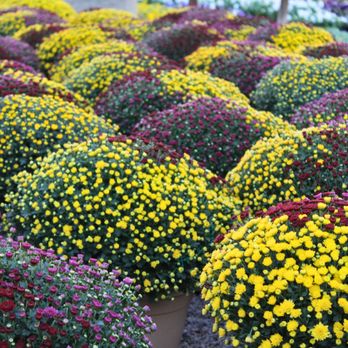 Star Nursery - Nurseries & Gardening Near Me - Saint George, Utah Star Nursery - Nurseries & Gardening Near Me - Saint George, Utah