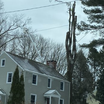 Luna Tree Care - Luna Tree Care on the job- removing 5 of our trees- each over 100 feet high! - Tree Services Near Me Luna Tree Care - Luna Tree Care on the job- removing 5 of our trees- each over 100 feet high! - Tree Services Near Me