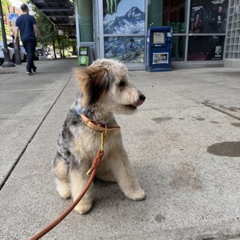Civilized Wolf - After cut - Pet Groomers Near Me - Vancouver, Washington Civilized Wolf - After cut - Pet Groomers Near Me - Vancouver, Washington
