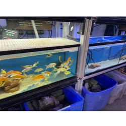 Clear Water Aquarium - Dirty fish tanks and store