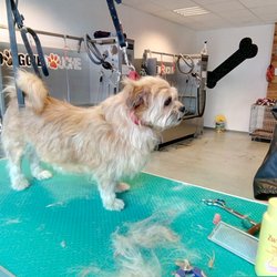 Nom d'une Truffe - Trimming au dogwash. RDV au dogwash possibles les samedis avec "Nom d'une truffe" !
