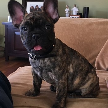 Five Star Veterinary Center - Dr. Stern's patient, Bean. - Veterinarians Near Me - Sylmar, California