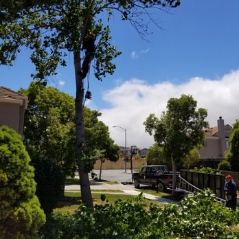 Will's Tree Care - Tree Services Near Me
