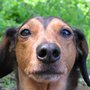 Photo of Doggie Time
