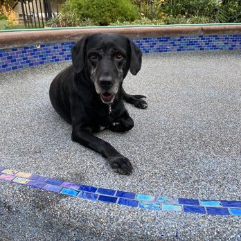 Lara Pools Remodel - Even Piper loves it! - Pool & Hot Tub Service Near Me Lara Pools Remodel - Even Piper loves it! - Pool & Hot Tub Service Near Me