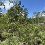 Photo of Blueberry Springs