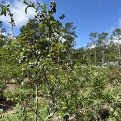 Blueberry Springs