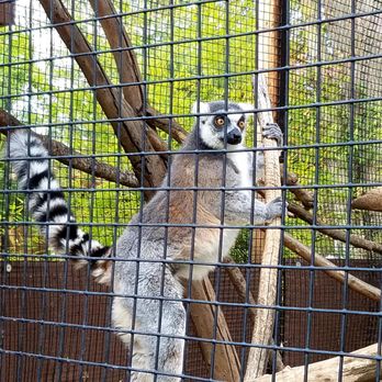 Central Coast Zoo - Zoos Near Me - Atascadero, California Central Coast Zoo - Zoos Near Me - Atascadero, California