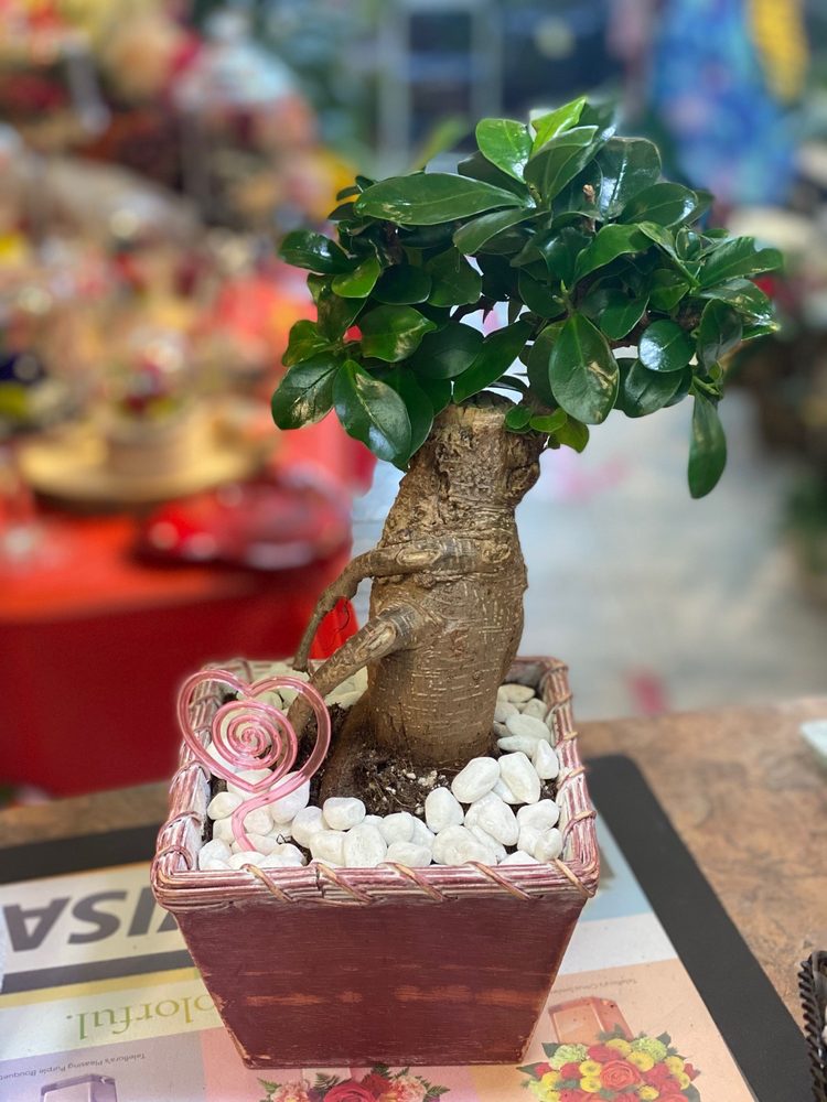 FLEURS ET PASSION Updated July 2024 133 Photos 144 Rue Principale