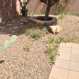 Part of our rear yard. The weeds are growing higher.