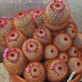 Chaparral Cactus & Succulents - Nurseries & Gardening Near Me - Amarillo, Texas