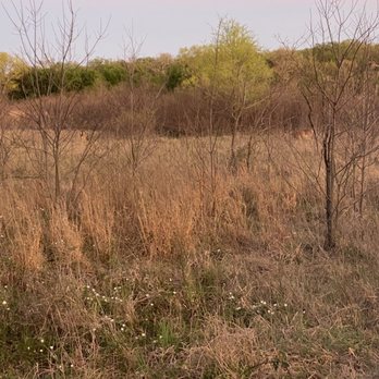 Ray Roberts Lake State Park - Wild deer - Parks Near Me - Pilot Point, Texas