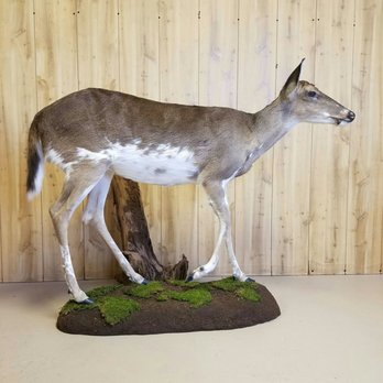 Lee's Taxidermy - Taxidermy Near Me - Largo, Florida Lee's Taxidermy - Taxidermy Near Me - Largo, Florida