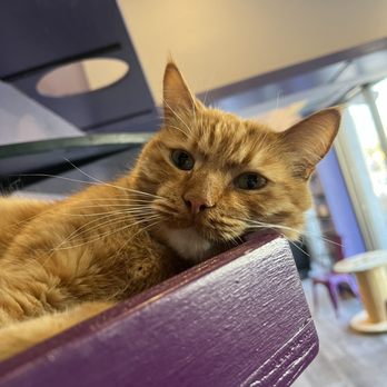 PHX Cat Cafe - Pet Adoption Near Me - Phoenix, Arizona
