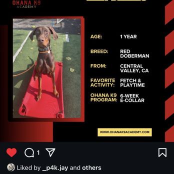 Ohana K9 Academy - Pet Training Near Me - Fresno, California Ohana K9 Academy - Pet Training Near Me - Fresno, California