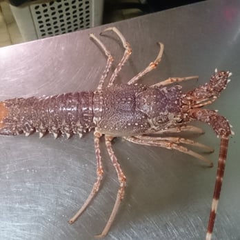 Dai 3 Fratelli Scalea - Langouste rose... - Italian Near Me - Vésenaz, GE
