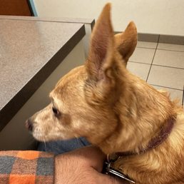 Paisley, the patient...