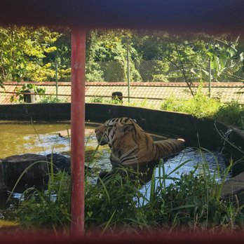 Zoobic Safari - Travel Services Near Me - Ilanin Forest West, BAN