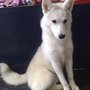Photo of Au Chien Chic