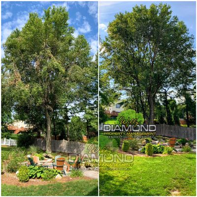 Tree Trimming - As an arborist we specialize in proper tree pruning and maintenance. Tree Trimming - As an arborist we specialize in proper tree pruning and maintenance.