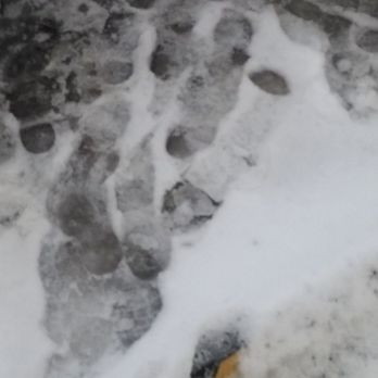 Subway - Icy sidewalk at Behan Oil / Subway at 79th and 88th Ave in Justice - Sandwiches Near Me - Justice, Illinois