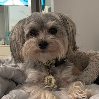 BarkBark Boutique - This is before he gets groomed. - Pet Groomers Near Me BarkBark Boutique - This is before he gets groomed. - Pet Groomers Near Me