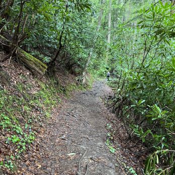 Low Gap Trail - Hiking Near Me - Cosby, Tennessee Low Gap Trail - Hiking Near Me - Cosby, Tennessee