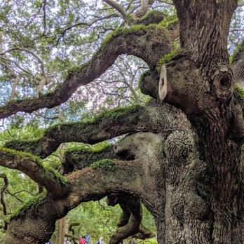 Angel Oak - Parks Near Me - Johns Island, South Carolina