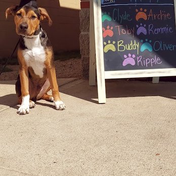 Bark Tutor - graduation! - Pet Training Near Me - Indianapolis, Indiana Bark Tutor - graduation! - Pet Training Near Me - Indianapolis, Indiana