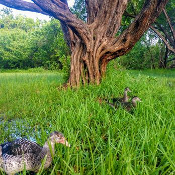 West Lake Park - Ducks poking around in the water logged grass - Parks Near Me - Hollywood, Florida West Lake Park - Ducks poking around in the water logged grass - Parks Near Me - Hollywood, Florida
