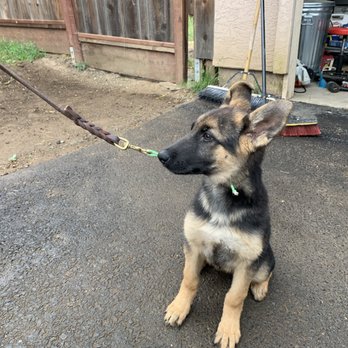 PowerHouseK9 - Pet Training Near Me PowerHouseK9 - Pet Training Near Me