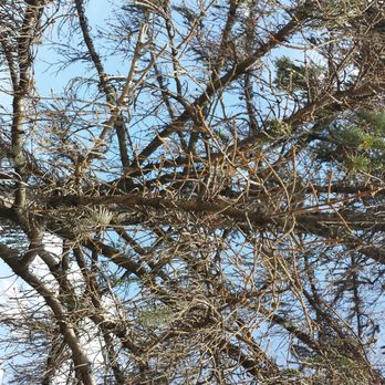 AAA Arborist Tree Experts - close-up of dying branches - Tree Services Near Me