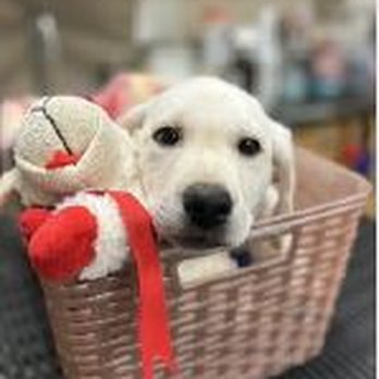 Five Star Labradors - First Visit to the Vet - 9 Weeks Old !!! - Pet Breeders Near Me