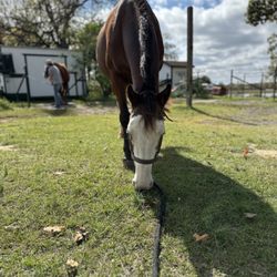 Texas Rose Horse Park 