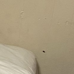 Siesta Motel - I screamedddd 1st Motel I slept at due to looking for a home along with my 1yr old no no no!!
